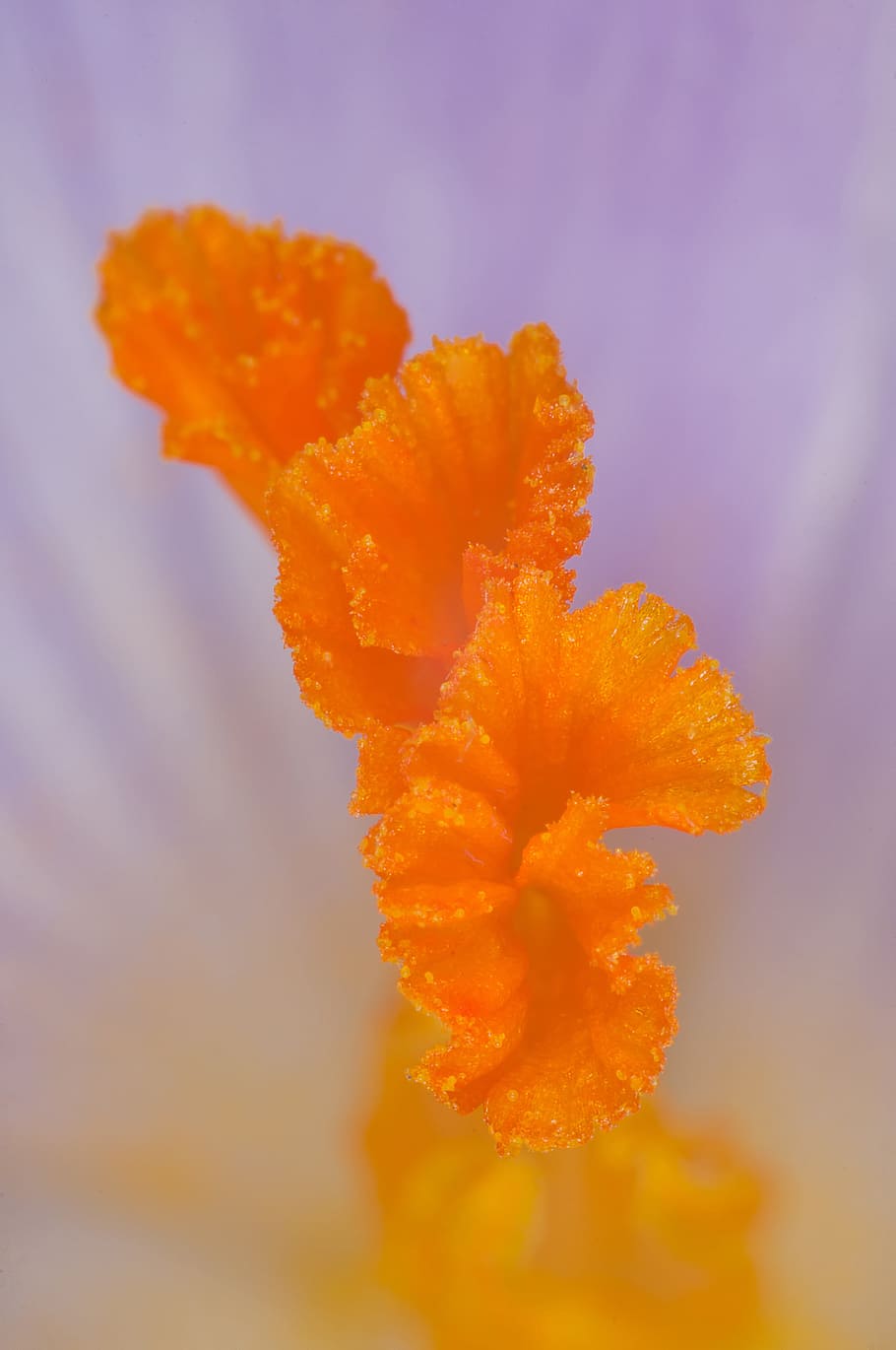 purple and orange crocus flower macro photo, stamen, saffron, HD wallpaper