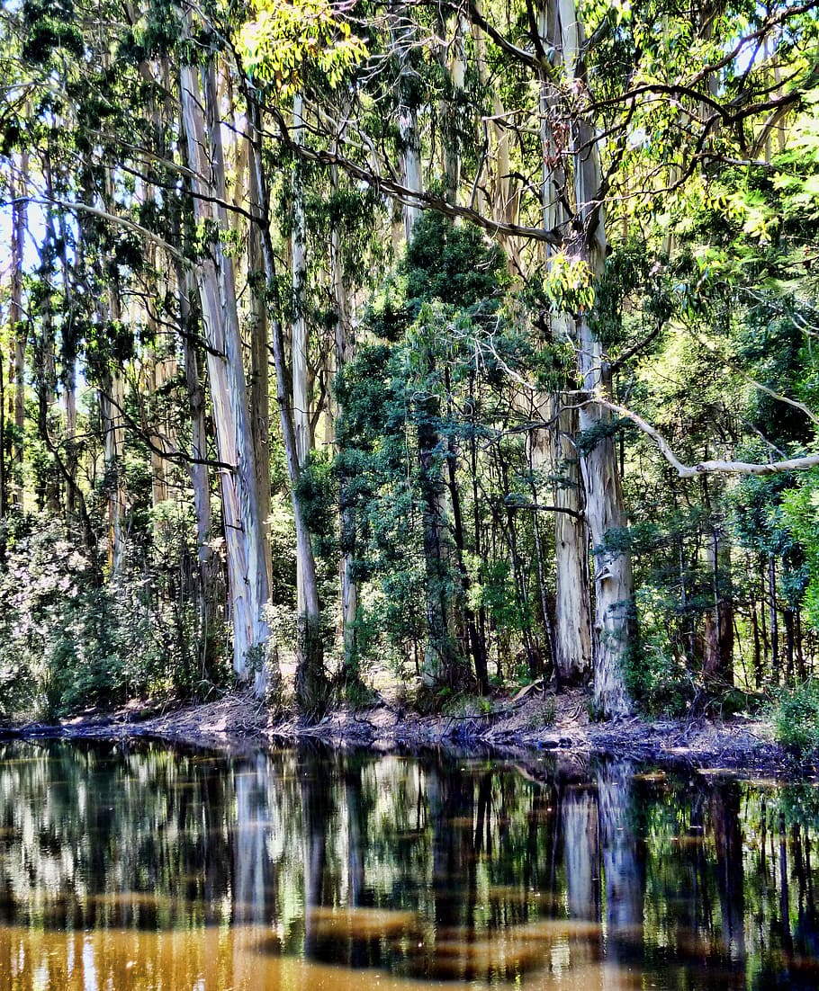 forest, trees, lake, reflections, plant, water, land, tranquility HD wallpaper