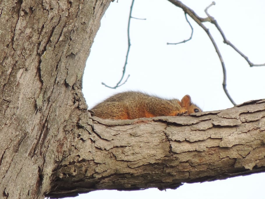 Squirrel, Tree, Heber, Springs, Arkansas, animal, wildlife HD wallpaper