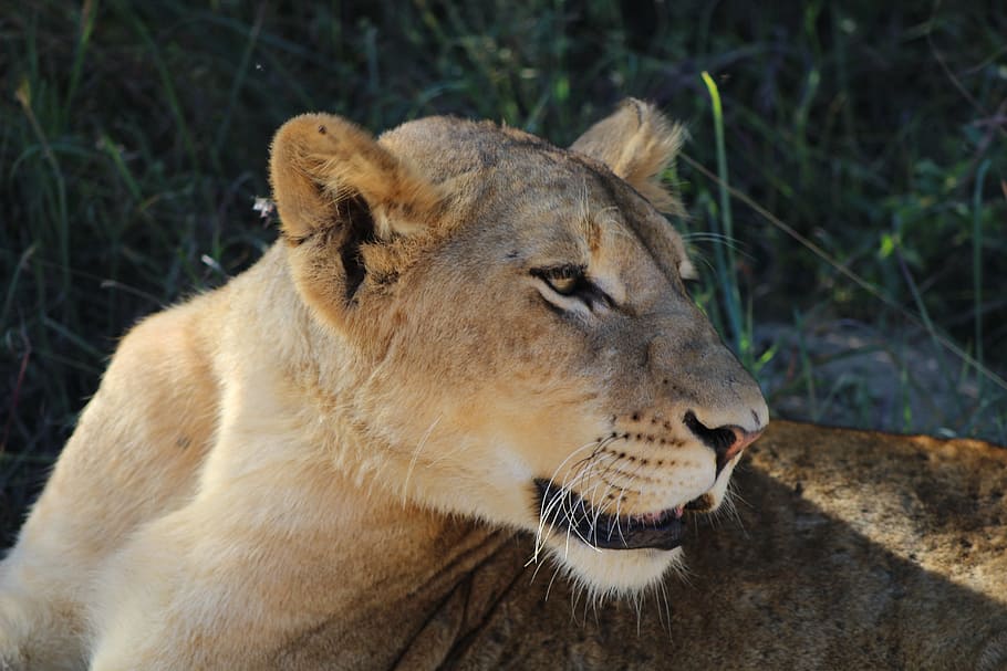 Lion, Animals, Cats, one animal, animals in the wild, animal themes HD wallpaper