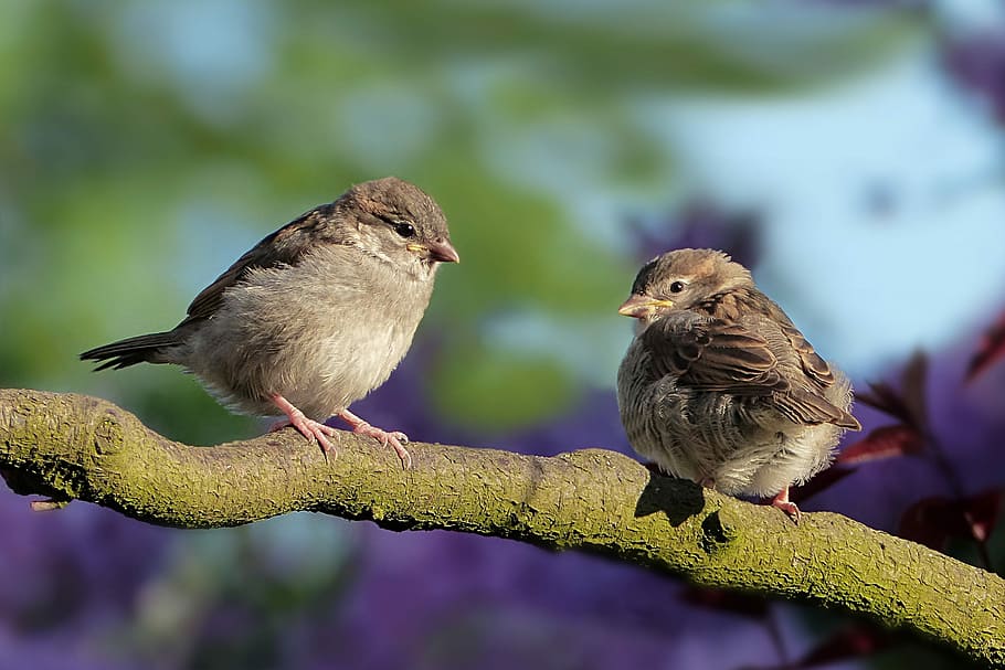 two brown birds on top of tree branch during daytime, animal, HD wallpaper