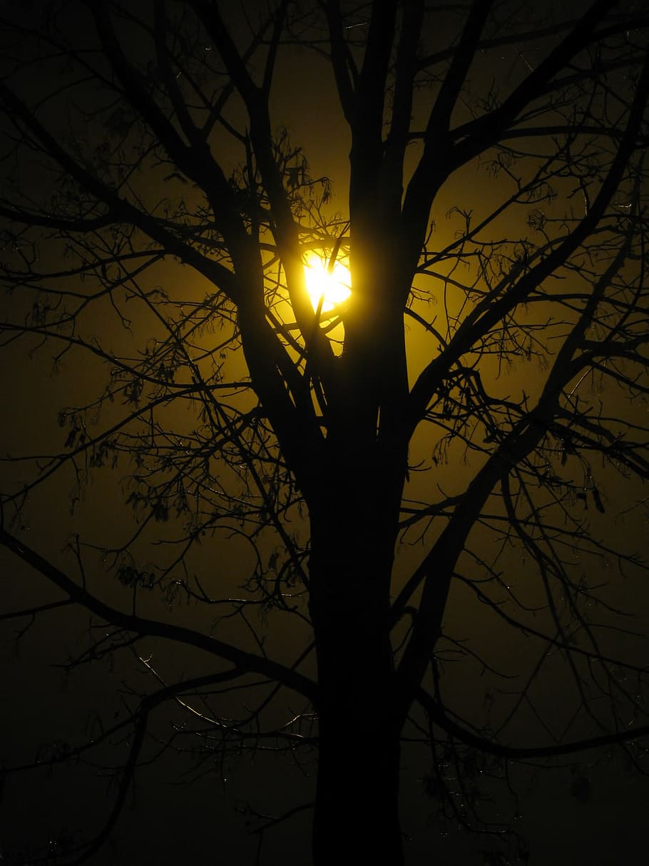 tree, silhouette, street lamp, night, autumn, fog, light, nature