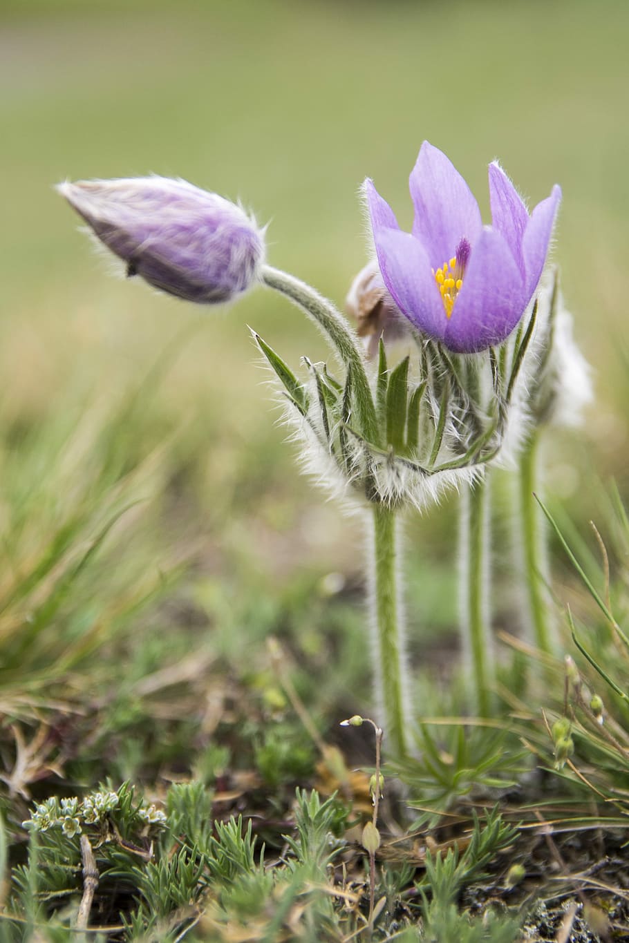 pasque flower, spring, meadow, macro, garden, plant, flowering plant HD wallpaper