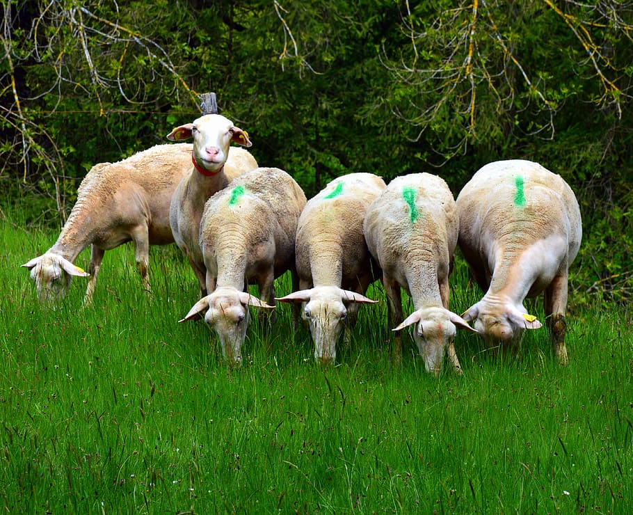 Sheep, Herd, domestic animals, grass, green color, animal themes HD wallpaper