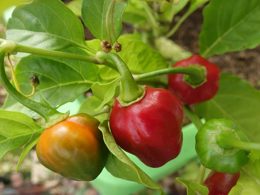 Chilli Pepper, Plant, Capsicum Chinense, habanero, sharp, spice, HD wallpaper