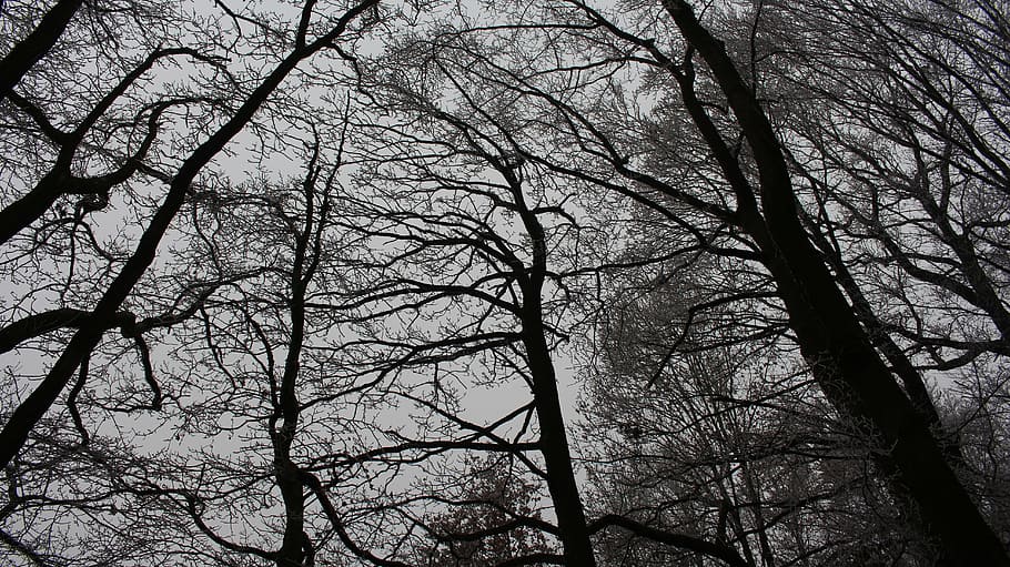 forest, dark, twilight, bemoost, weird, trees, nature, magic forest HD wallpaper