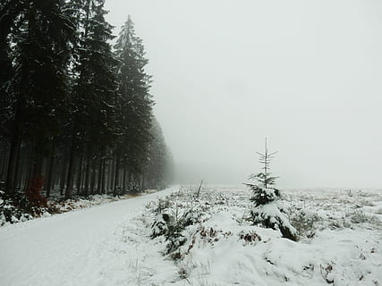 Snow, Forest, Coniferous Trees, Winter, fog, nature, white HD wallpaper