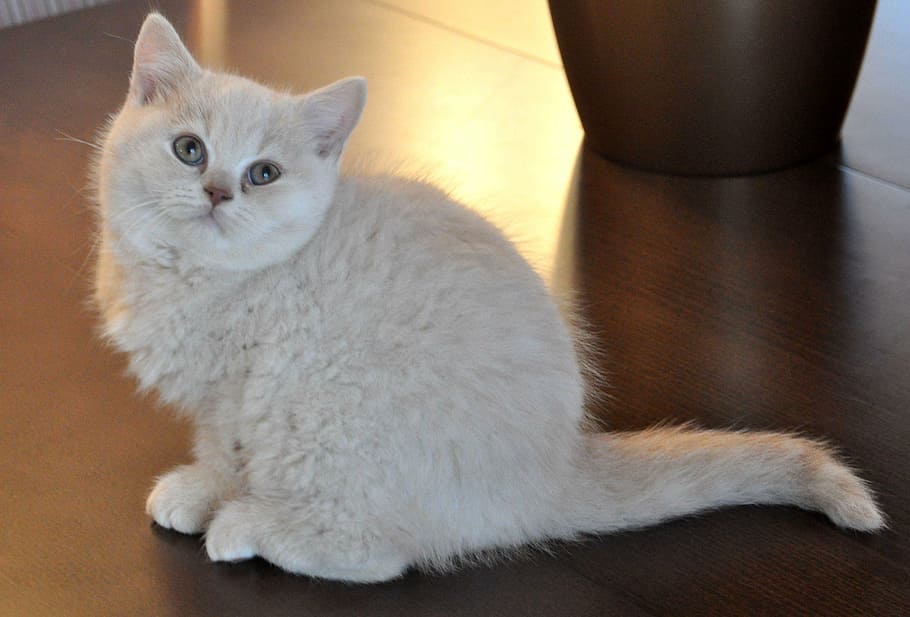 cat, kitten, pets, domestic, domestic cat, domestic animals HD wallpaper