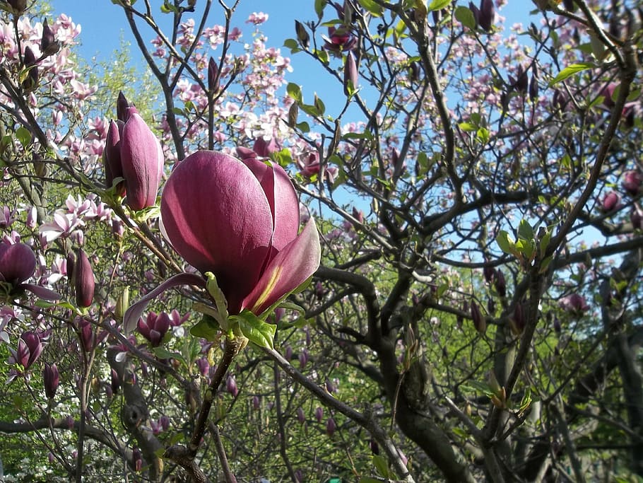 spring, magnolia, flowers, plant, flowering plant, freshness HD wallpaper