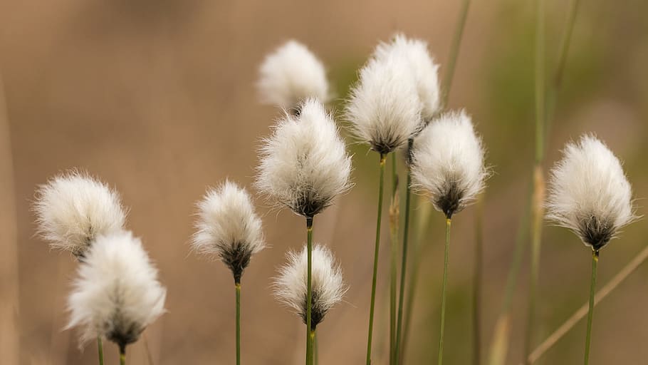 nature, flowers, grass, plant, bloom, blossom, delicate, flora HD wallpaper