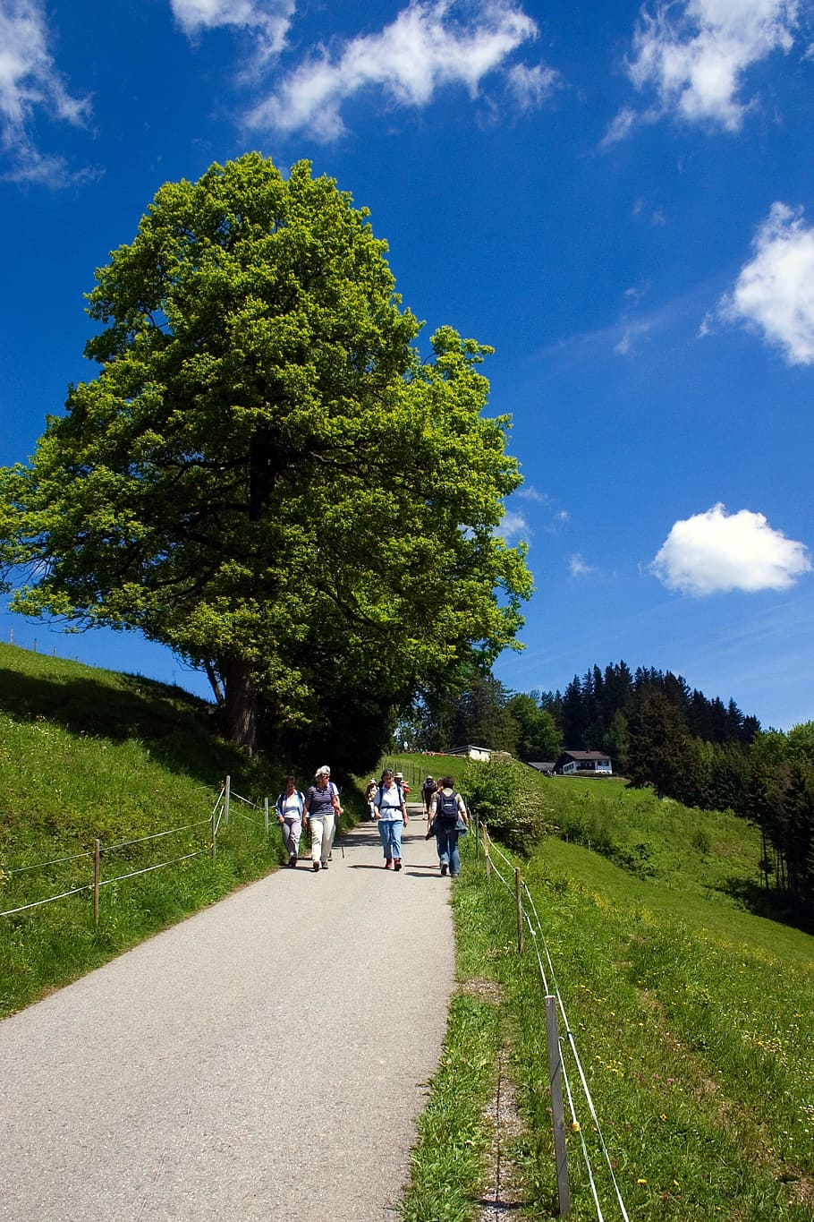 away, bregenz, hiking, plant, tree, sky, group of people, transportation HD wallpaper