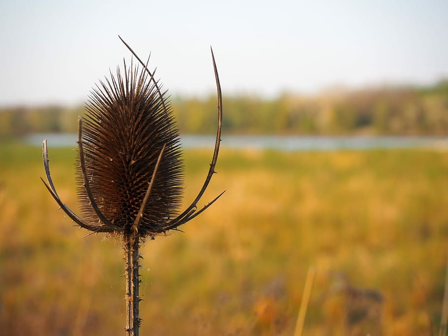 nature, summer, landscape, thistle, steppe, plant, focus on foreground HD wallpaper