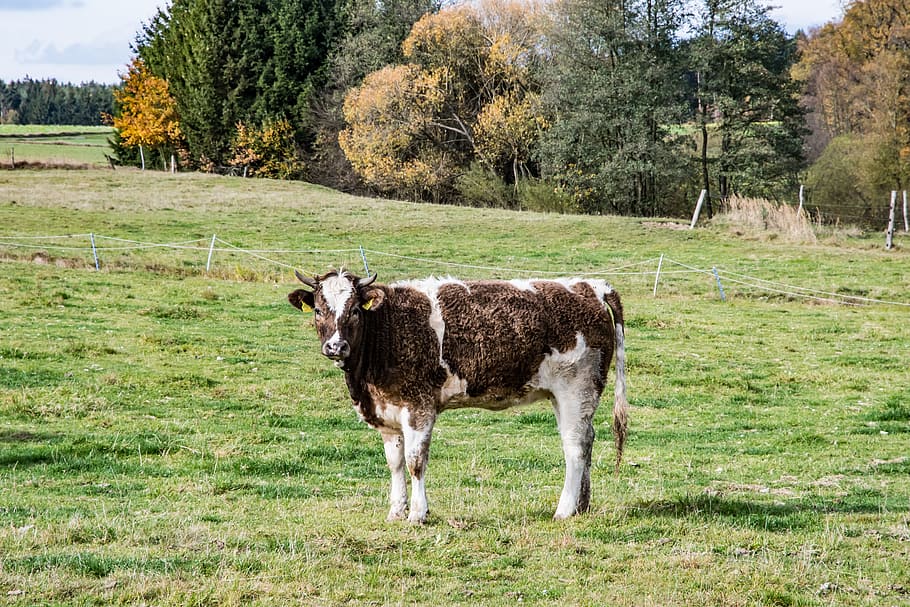 cow, simmental cattle, beef, livestock, animal, milk cow, pasture, HD wallpaper