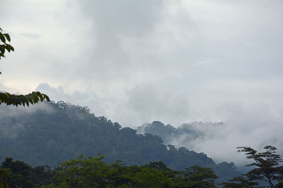 indonesia, sumatra, ketambe, gunung leuser national park, tree, HD wallpaper