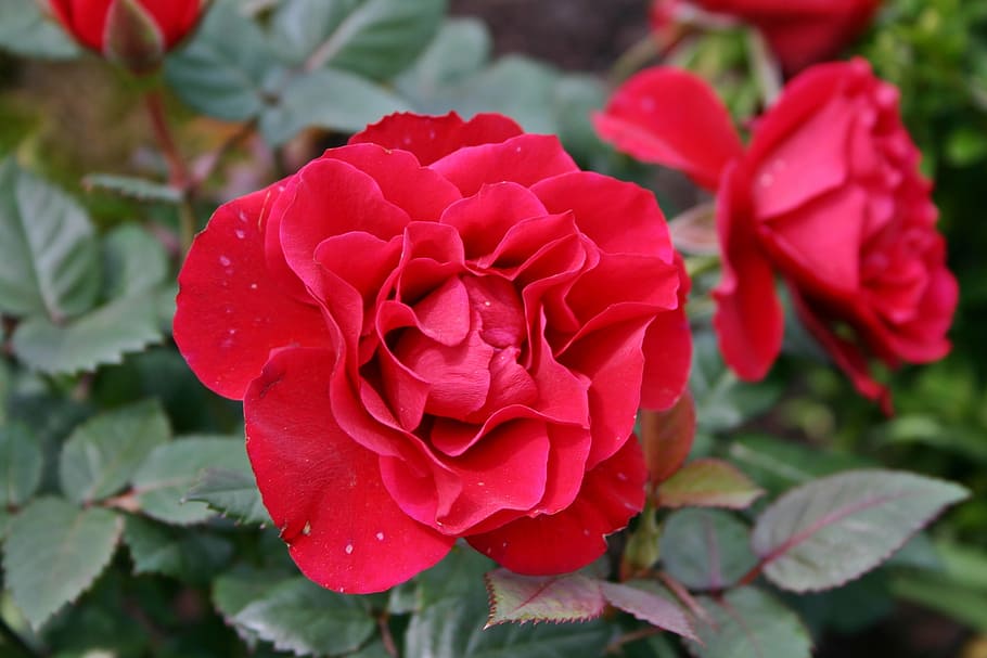 rose, red, blossom, bloom, flower, red rose, garden rose, rose bloom HD wallpaper