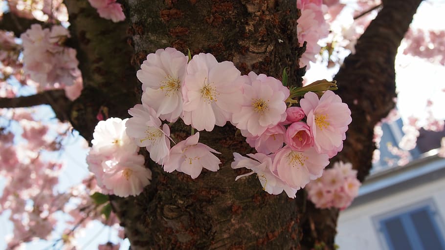Cherry Blossoms, Pink, Spring, flower, pink color, outdoors HD wallpaper