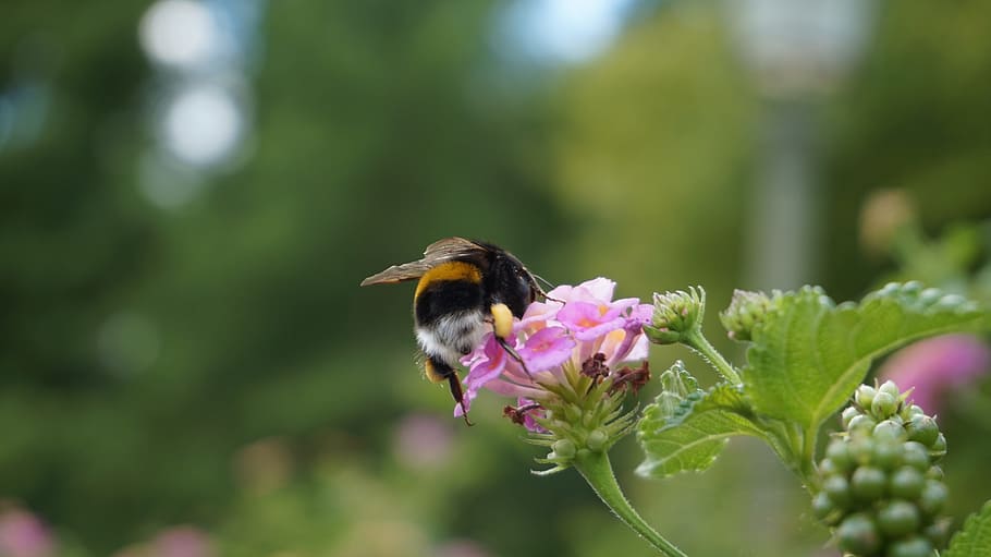 nature, insect, flower, bee, plant, animal wildlife, animals in the wild HD wallpaper
