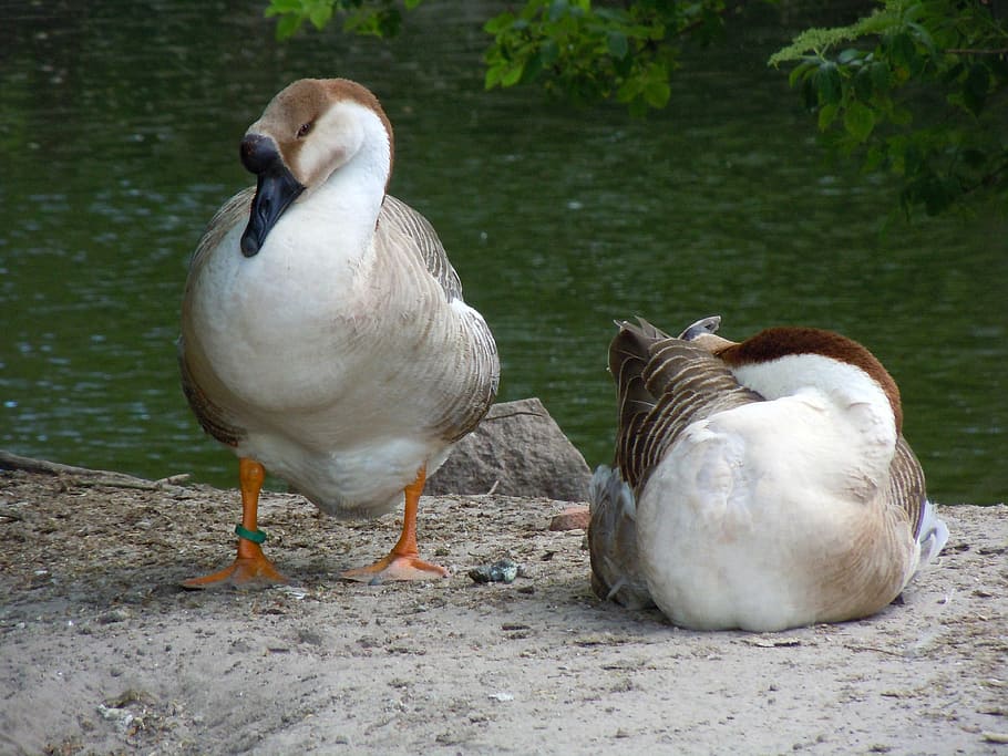 poultry, ducks, waterfowl, animal themes, bird, animals in the wild HD wallpaper