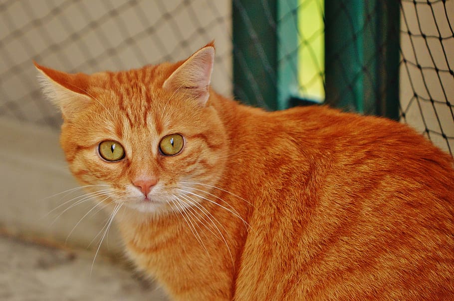 cat, red, cute, mackerel, tiger, sweet, cuddly, animal, domestic cat HD wallpaper