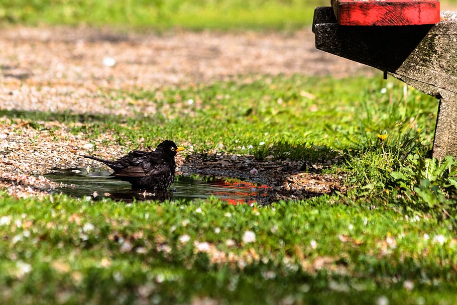 bird, thrush, blackbirds, grass, selective focus, animal themes HD wallpaper
