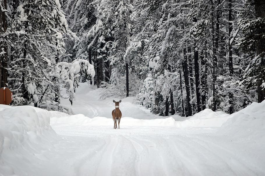Deer Snow Winter Forest #7009413  Deer wallpaper, Deer pictures