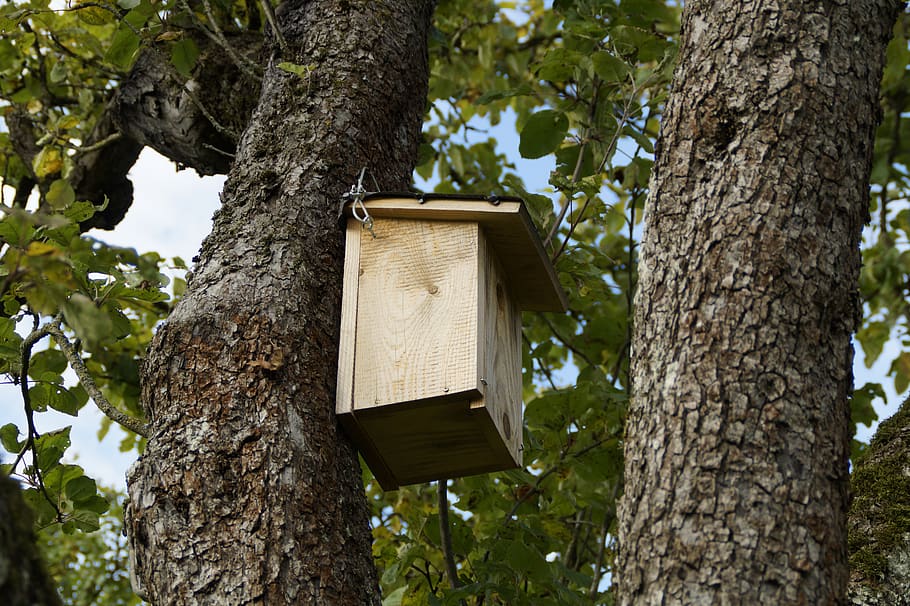 nesting box, bird, birds, log, tree, nesting help, nesting place