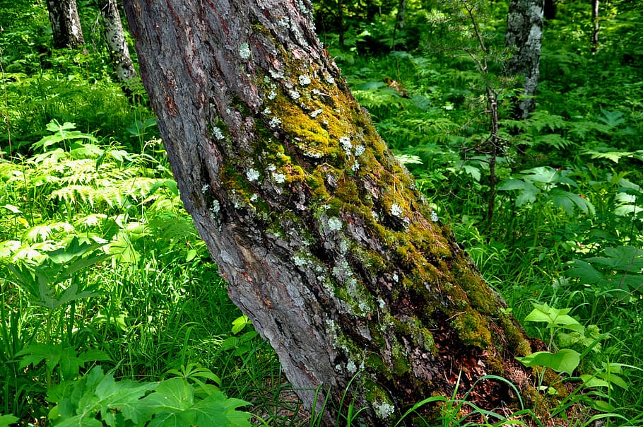 nature, tree, greens, forest, leaf, tree Trunk, outdoors, woodland HD wallpaper