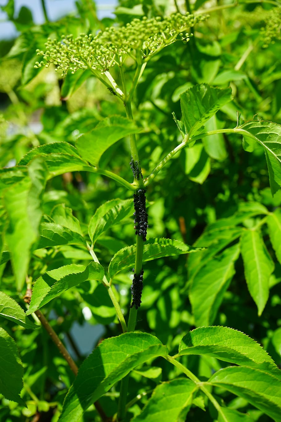 black elder aphids, lice, pests, infestation, vermin, aphis sambuci HD wallpaper