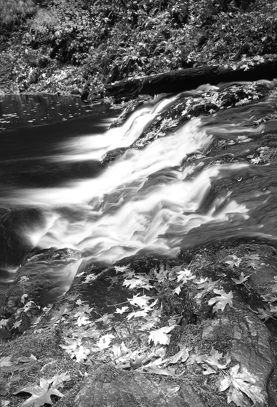 Grayscale Photography of Falling Leaves Near Running Water, cascade HD wallpaper