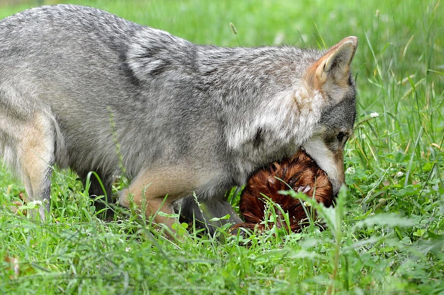 predator, canine, wolf, canis, animal, wildlife, zoology, mammal HD wallpaper