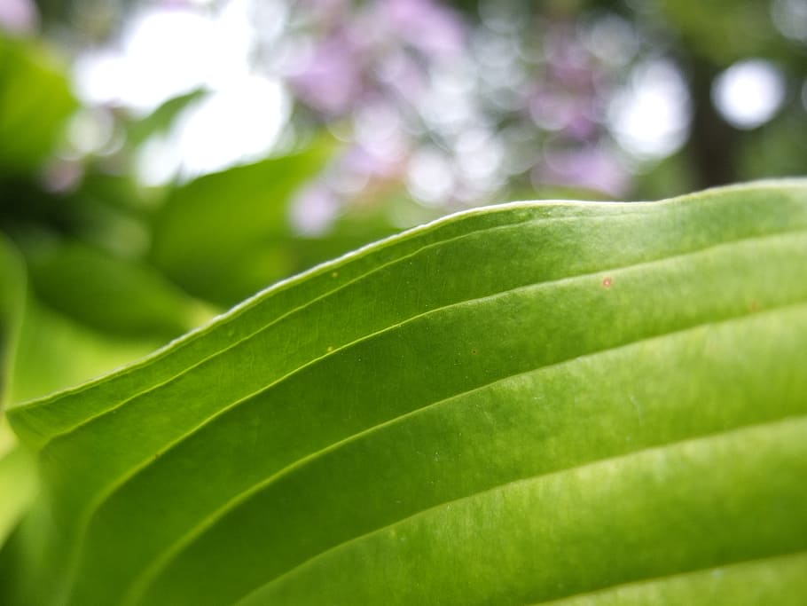 leaf, macro, nature, green color, plant part, growth, close-up HD wallpaper