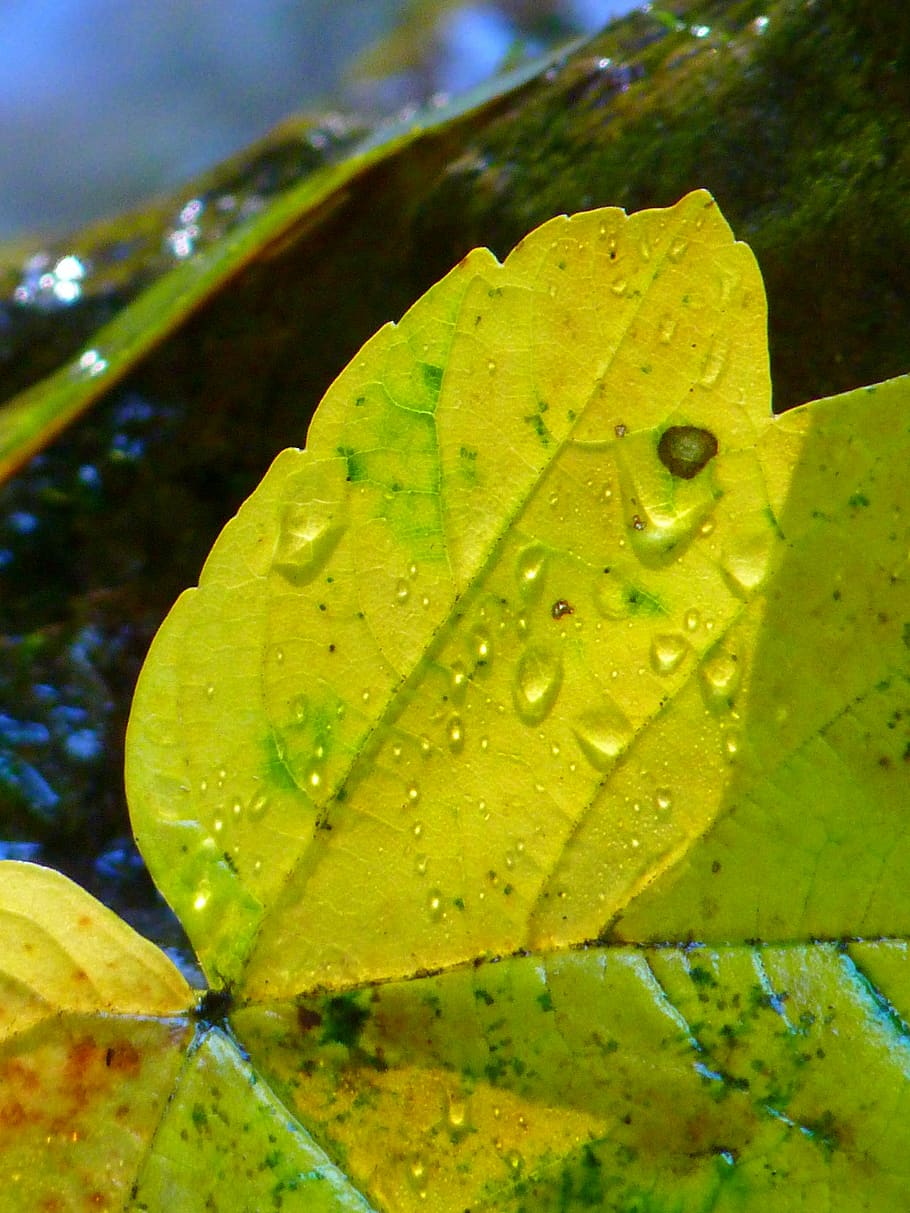 leaf, maple, autumn, water, yellow, drop, wet, plant, plant part HD wallpaper