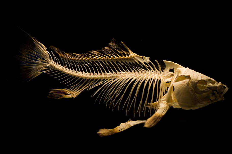 fish, museum, skeleton, fish bones, black background, studio shot HD wallpaper
