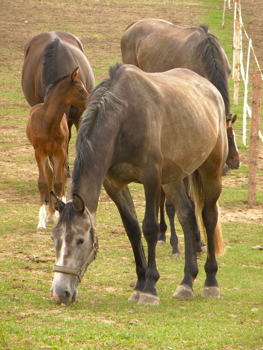 horses, group, herd, foal, range, mammal, animal themes, group of animals HD wallpaper