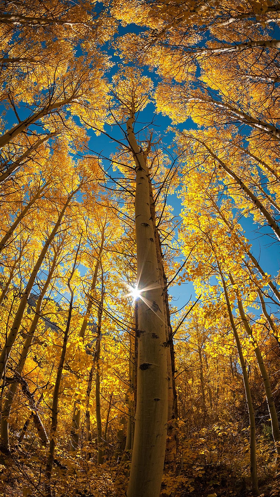 worm's eye view of tree photo, autumn, light, leaf, sky, look HD wallpaper