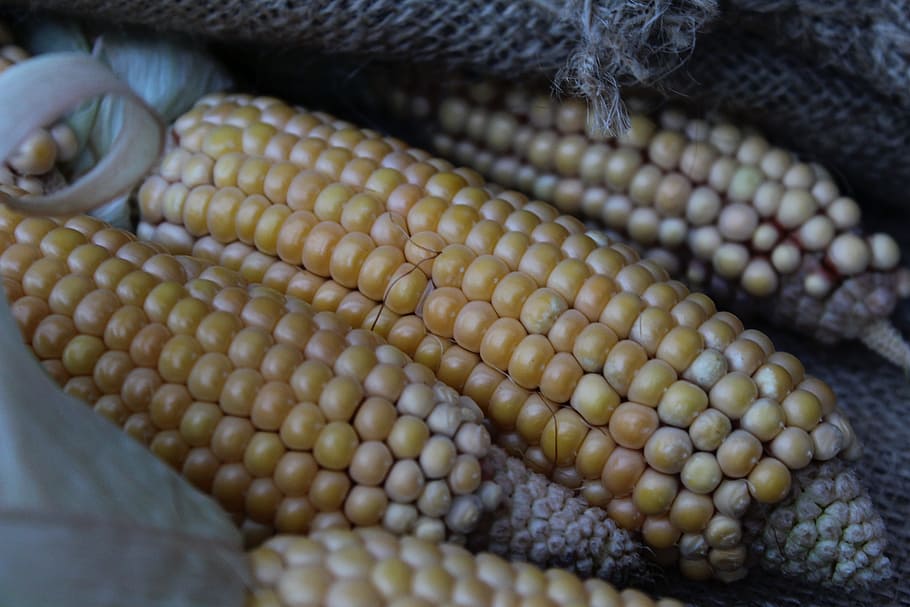 Corn, Vegetables, Yellow, corn on the cob, autumn, plant, vegetable mais HD wallpaper