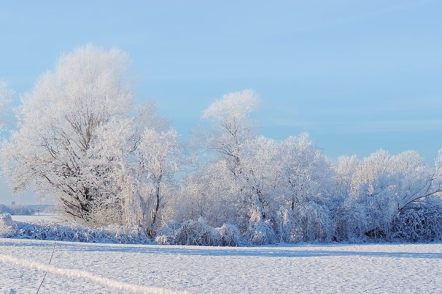 Landscape, Trees, Winter, Impressions, winter impressions, wintry HD wallpaper