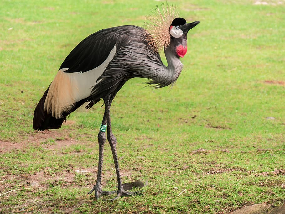 selective focus photo of gray-crowned crane bird standing on green grass field HD wallpaper