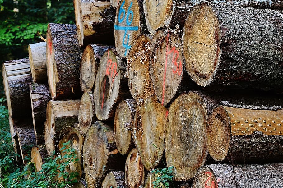 Tree Trunks, Wood, Stack, Stacked, forest, holzstapel, log HD wallpaper