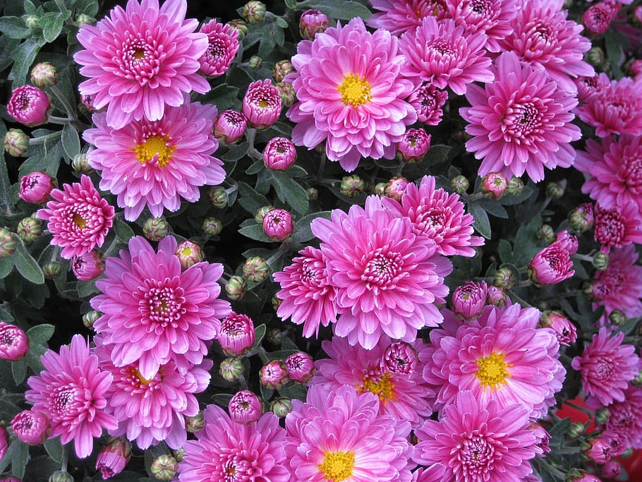 pink flowers, smooth leaf aster, chrysanthemum, plant, bud HD wallpaper
