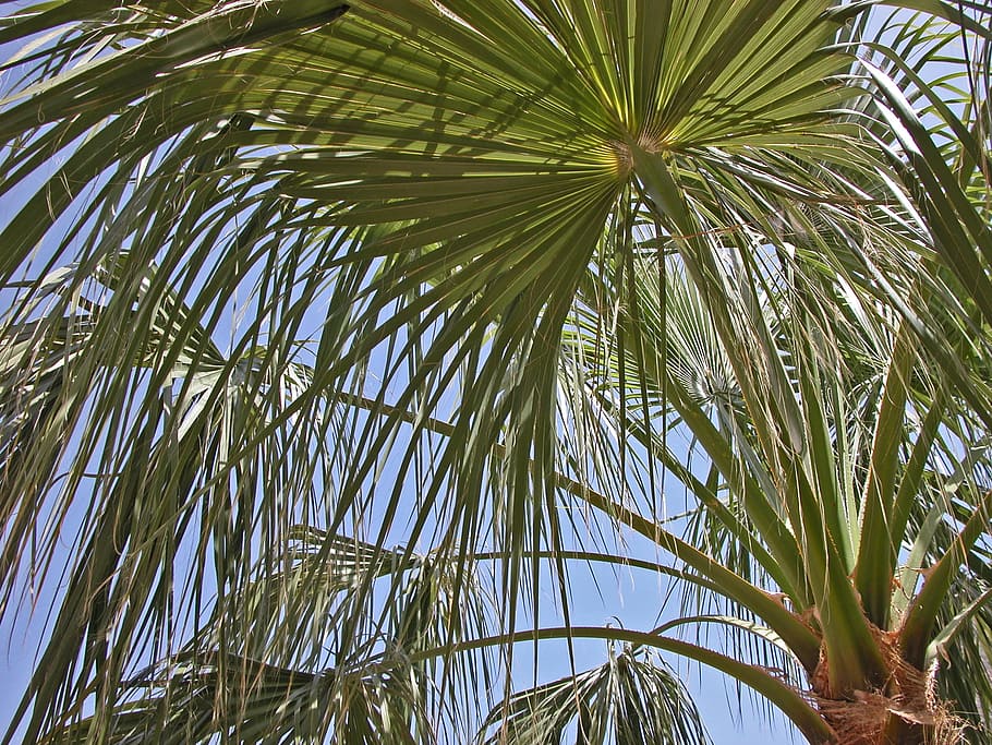 Palm, Leaves, james, palm tree, palm leaf, tropical climate HD wallpaper