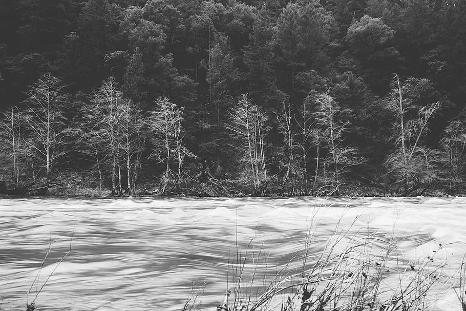 grayscale photography of bare trees beside body of water, forest HD wallpaper
