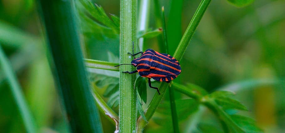 black and orange striped stink bug perching on green lead in selective-focus photography