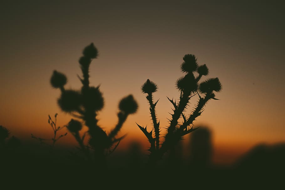 bokeh photography of plant, selective focus photography of cactus HD wallpaper