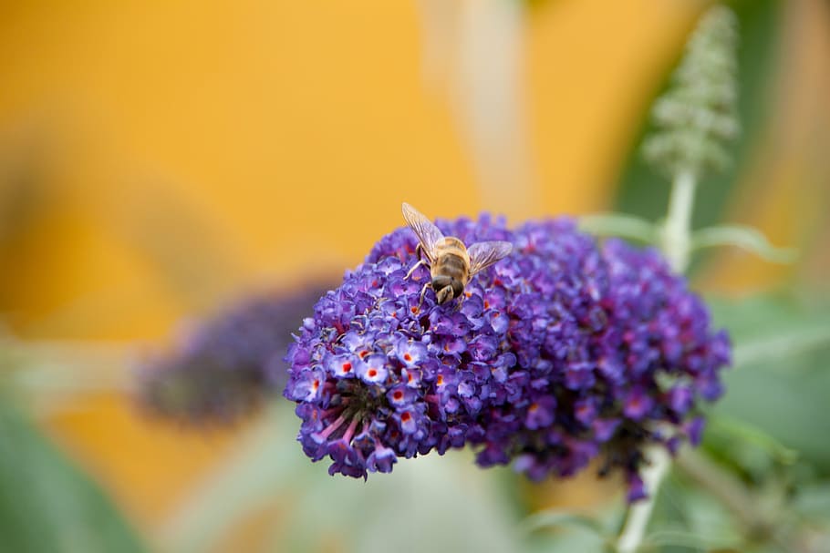 bee, garden, purple, flower, flowering plant, beauty in nature HD wallpaper