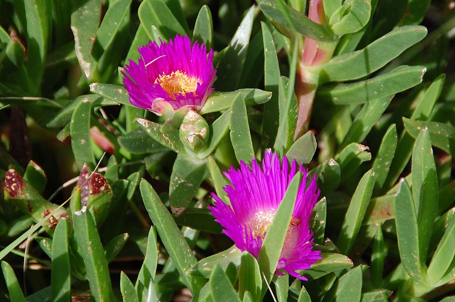 Flowers, Spring, Color, purple, nature, growth, green color HD wallpaper