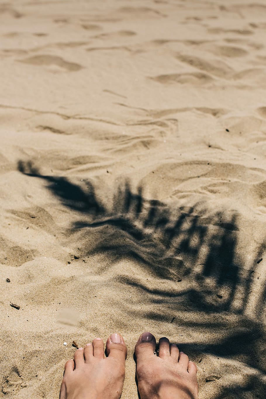 Palm leaf and shadow, leaves, sunlight, sago palm, beach, sand HD wallpaper