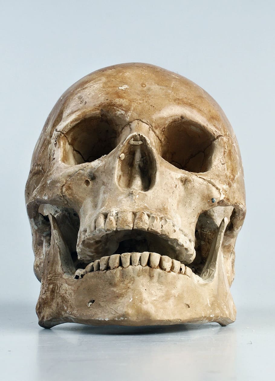 brown human skull, color, teeth, bone, human skeleton, human body part HD wallpaper