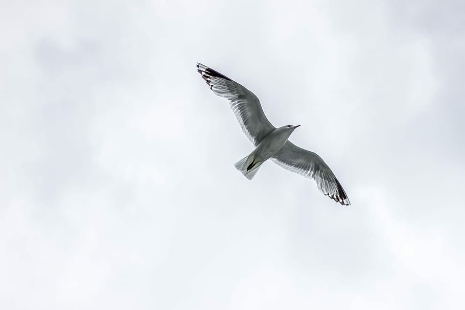 seagull flying under white clouds, greyscale photo of bird flying on midair HD wallpaper