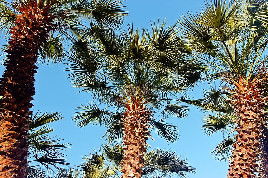 Palma, Vacation, Blue Sky, landscape, south, clear sky, nature HD wallpaper